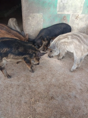 Vând purcei de mangaliță  - imagine 2