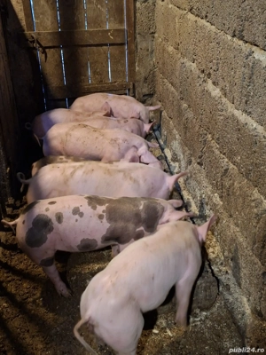 vand purcei  - imagine 2 vand purcei  - imagine 2