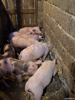 vand purcei  - imagine 3 vand purcei  - imagine 3