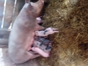 Vând scroafă cu 7 purcei de 4 săptămâni - imagine 3