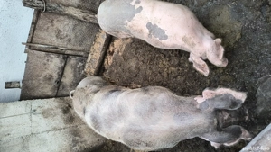 porci de vânzare 