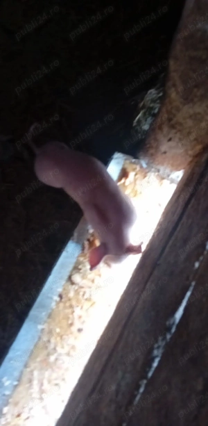 Vând scroafă cu 7 purcei de 4 săptămâni - imagine 2