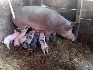 Vând scroafă cu 7 purcei de 4 săptămâni - imagine 4