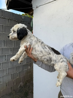 De vinzare bison havanez femelă  - imagine 3 De vinzare bison havanez femelă  - imagine 3