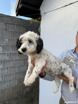 De vinzare bison havanez femelă  - imagine 4 De vinzare bison havanez femelă  - imagine 4