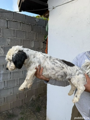 De vinzare bison havanez femelă  - imagine 2 De vinzare bison havanez femelă  - imagine 2