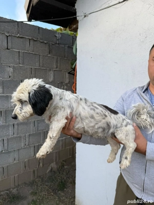 De vinzare bison havanez femelă  - imagine 5 De vinzare bison havanez femelă  - imagine 5