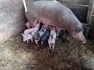 Vând scroafă cu 7 purcei de 4 săptămâni - imagine 5