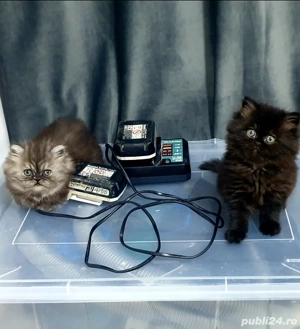 Vânzare puii persan rasă pură 