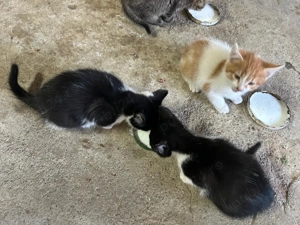 Animale de companie - imagine 5