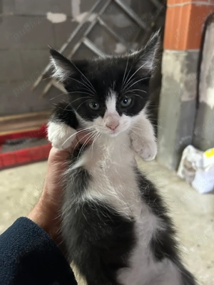 Animale de companie - imagine 3