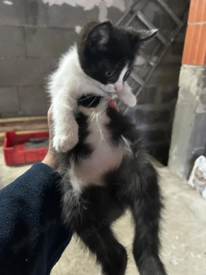 Animale de companie - imagine 4