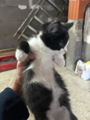 Animale de companie - imagine 2