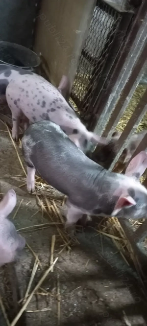 Vând Purcei Castrați și Deparazitați rasa Pietrain Turnu Magurele Preț 650 Lei - imagine 3