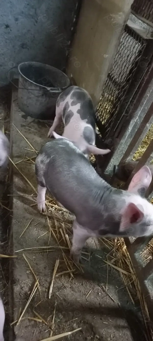 Vând Purcei Castrați și Deparazitați rasa Pietrain Turnu Magurele Preț 650 Lei - imagine 4
