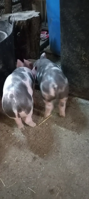 Vând Purcei Castrați și Deparazitați rasa Pietrain Turnu Magurele Preț 650 Lei - imagine 5