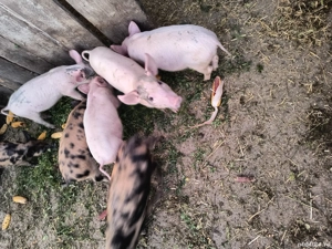 purcei 8-9 săptămâni 