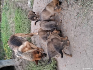 pui metis de vanzare