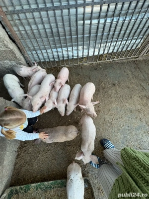 De vanzare  - imagine 4