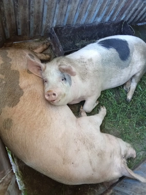 Purcele de vânzare mai multe detalii la telefon  - imagine 2