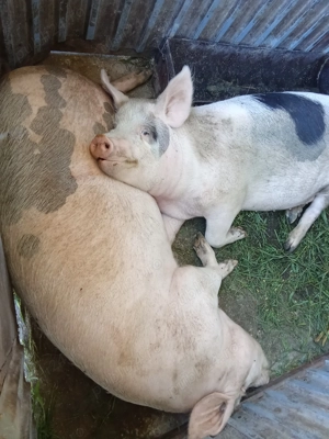 Purcele de vânzare mai multe detalii la telefon  - imagine 3