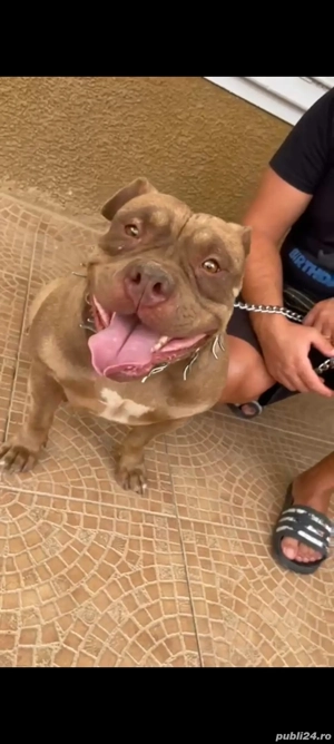 Donez American bully pocket - imagine 2 Donez American bully pocket - imagine 2