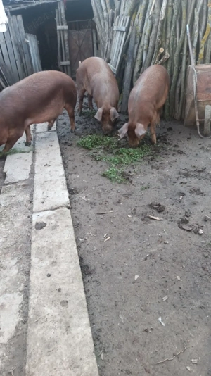 Vând porci rasa Duroc 18lei kg în viu - imagine 2
