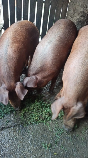 Vând porci rasa Duroc 18lei kg în viu - imagine 3