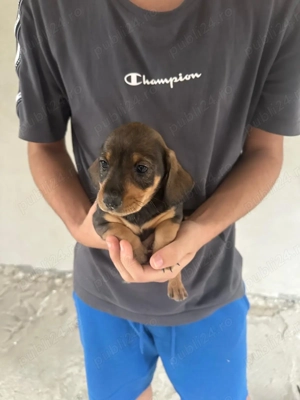 Teckel ! Căutăm  o căsuță nouă ! Pentru detalii contactați mă !    