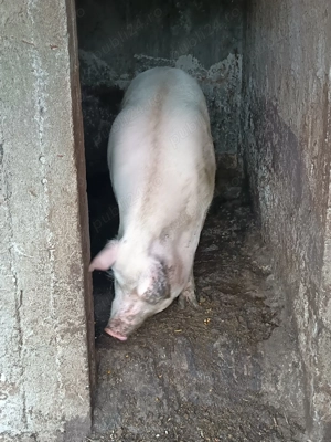 Porc 140kg 16lei kg - imagine 2