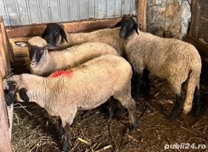 Berbecuti si mielute