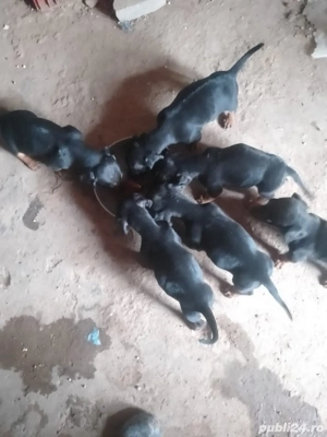 Vind catei rasa Tekel