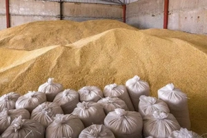 Caut sa angajez muncitor, manipulant marfa (depozit cereale), cu sau fara experienta