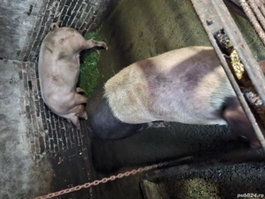 porci de carne - imagine 2