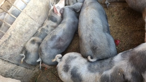 De vânzare porci rasa Pietrain 70-80 kg - imagine 2