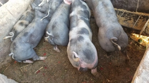 De vânzare porci rasa Pietrain 70-80 kg - imagine 4