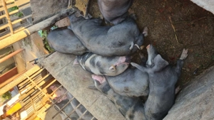 De vânzare porci rasa Pietrain 70-80 kg - imagine 3