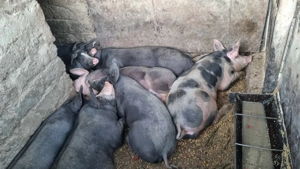 De vânzare porci rasa Pietrain 70-80 kg - imagine 5