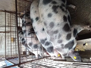 Căutăm o locatie nouă  - imagine 2 Căutăm o locatie nouă  - imagine 2