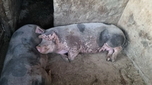 Vand porci rasa pietran 200kg si 250kg - imagine 3