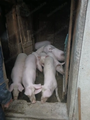 Purceii cuta un adăpost nou 