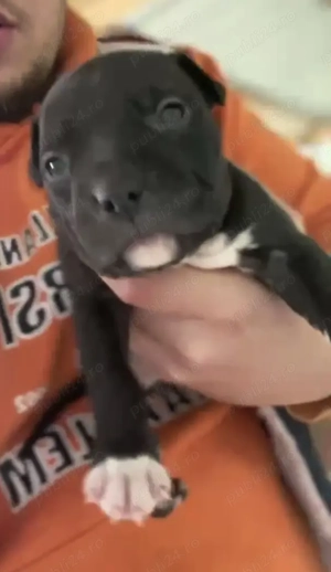 Vand pui amstaff blue si negru  - imagine 4 Vand pui amstaff blue si negru  - imagine 4