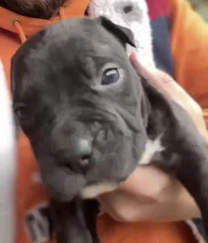 Pui amstaff rasa pura 