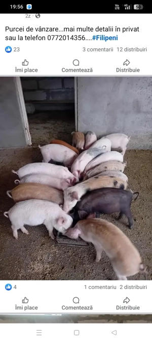 Vand purcei mai multe detalii la numarul de telefon   (Filipeni Bacău)