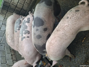 vand porci de sacrificat  - imagine 3