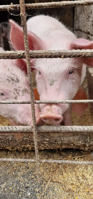 Purcei Pietrain+landrace 