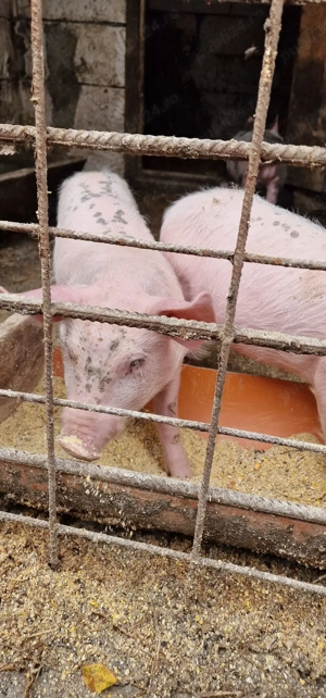 Purcei Pietrain+landrace  - imagine 4 Purcei Pietrain+landrace  - imagine 4