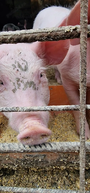 Purcei Pietrain+landrace  - imagine 5 Purcei Pietrain+landrace  - imagine 5