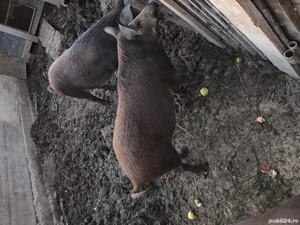 soldani mistret  - imagine 4