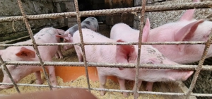 Purcei Pietrain+landrace  - imagine 3 Purcei Pietrain+landrace  - imagine 3